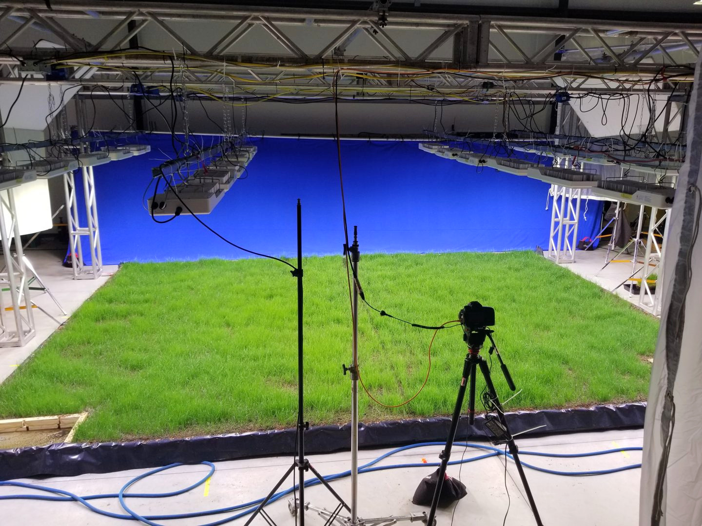 Grass growing in a studio bed with a camera and blue backdrop
